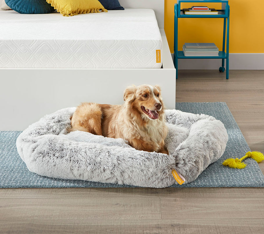 Dog in dog bed on rug next to mattress